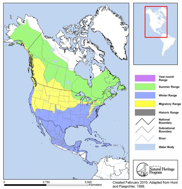 Yellow-rumped Warbler (Myrtle) - Montana Field Guide