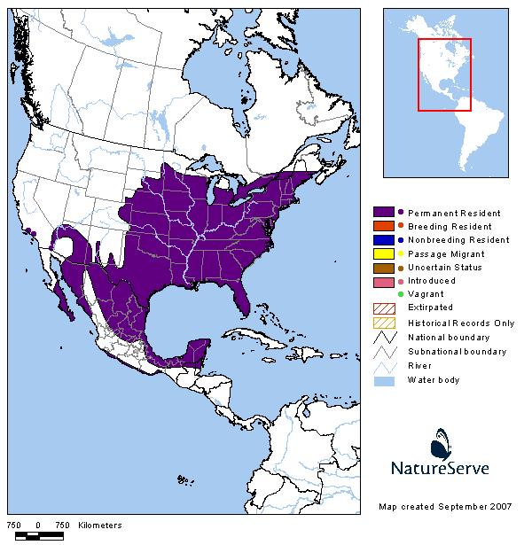 Northern Cardinal - Montana Field Guide