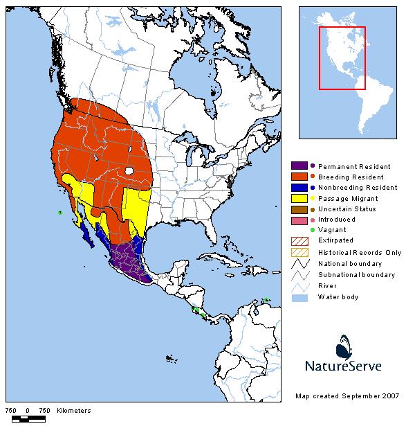 Black-headed Grosbeak - Montana Field Guide