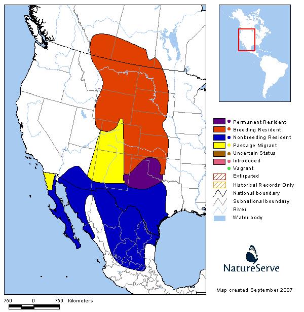 Lark Bunting - Montana Field Guide