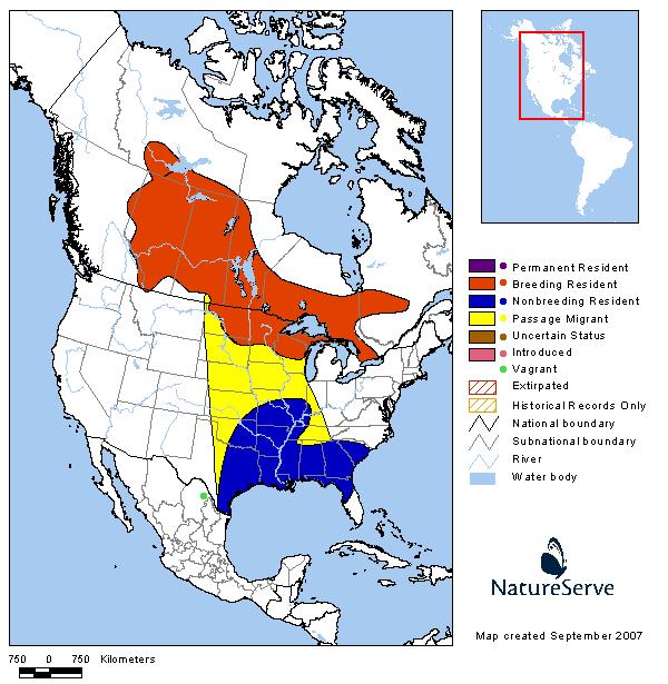 LeConte's Sparrow - Montana Field Guide