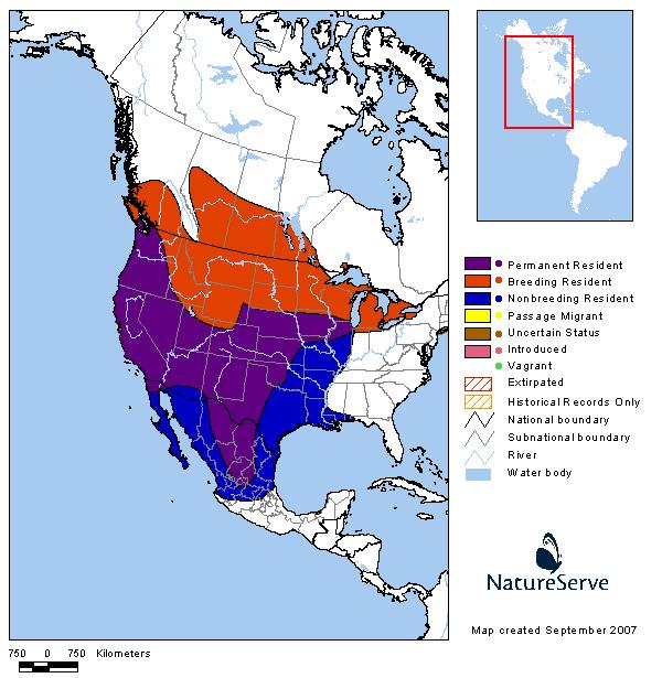 Western Meadowlark - Montana Field Guide