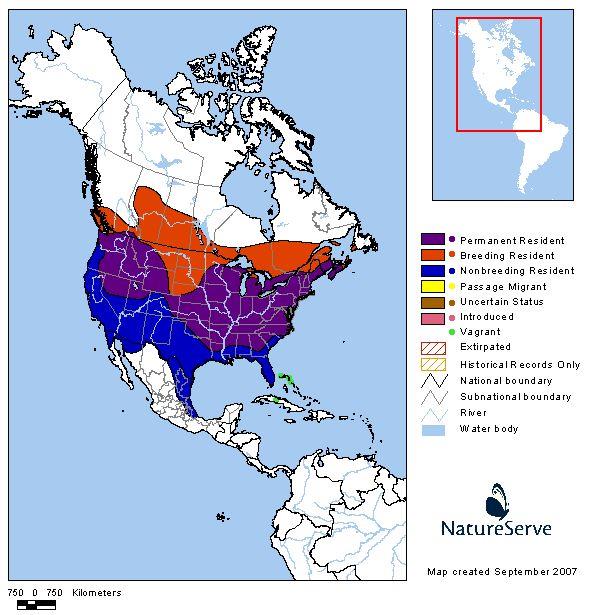 American Goldfinch - Montana Field Guide