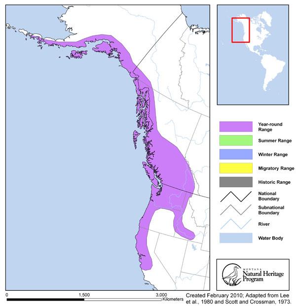 White Sturgeon - Montana Field Guide