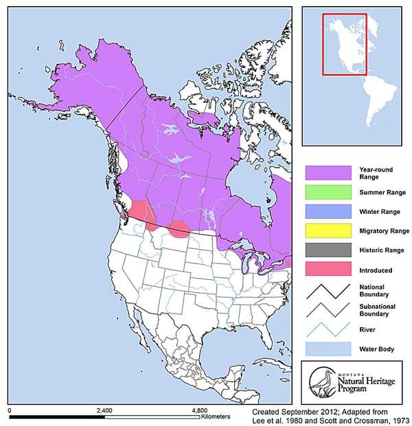 Lake Whitefish - Montana Field Guide