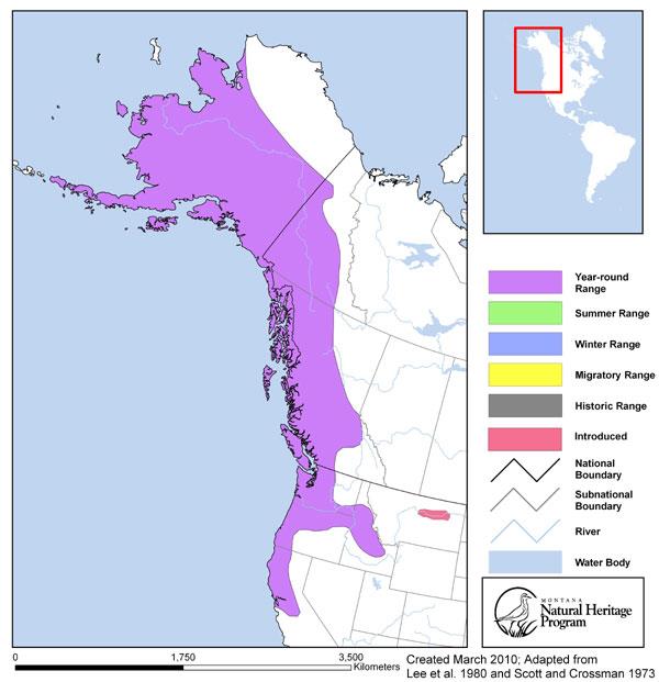 Chinook Salmon - Montana Field Guide