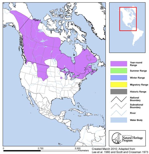 Lake Chub - Montana Field Guide