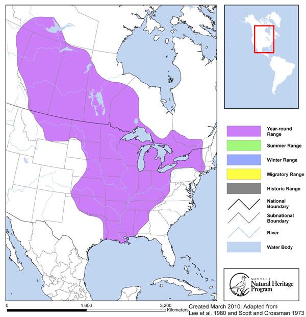 Emerald Shiner - Montana Field Guide