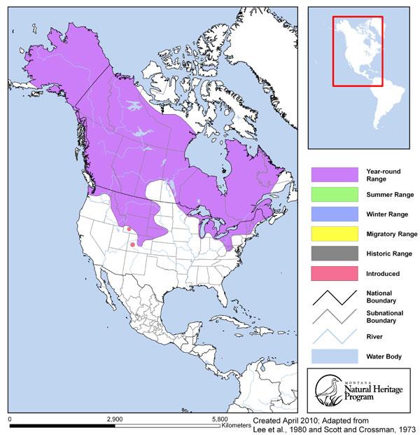 Longnose Sucker - Montana Field Guide