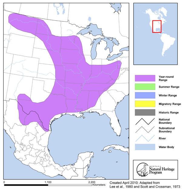 Blue Sucker - Montana Field Guide