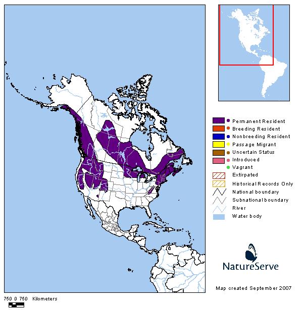 Water Shrew - Montana Field Guide