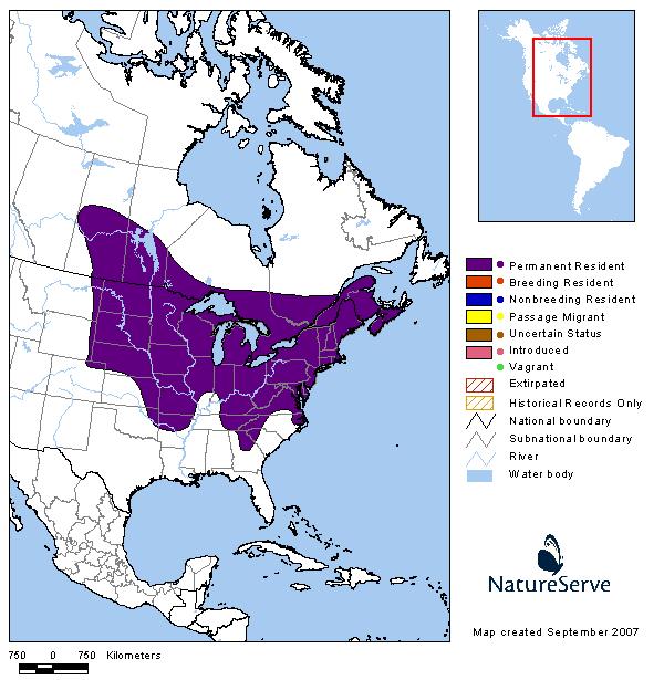 Northern Short-tailed Shrew - Montana Field Guide