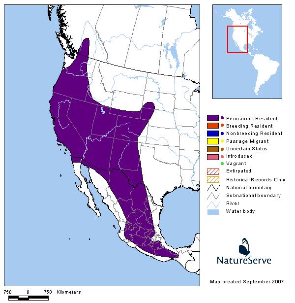 Fringed Myotis - Montana Field Guide