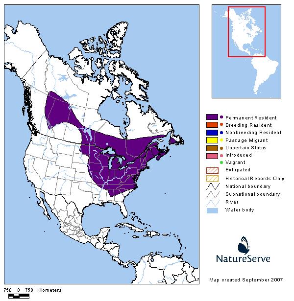 Northern Myotis - Montana Field Guide