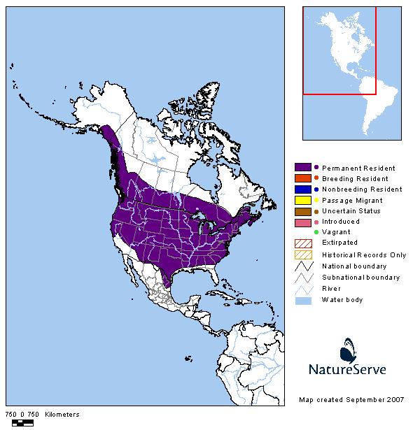 Silver-haired Bat - Montana Field Guide