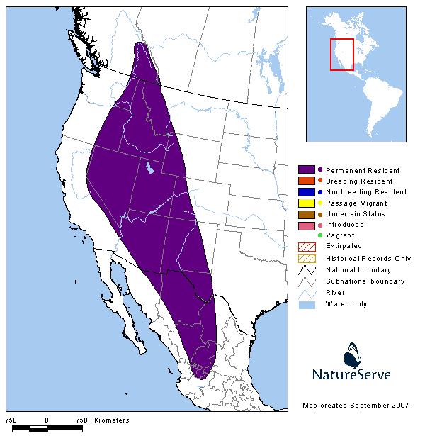 Spotted Bat - Montana Field Guide