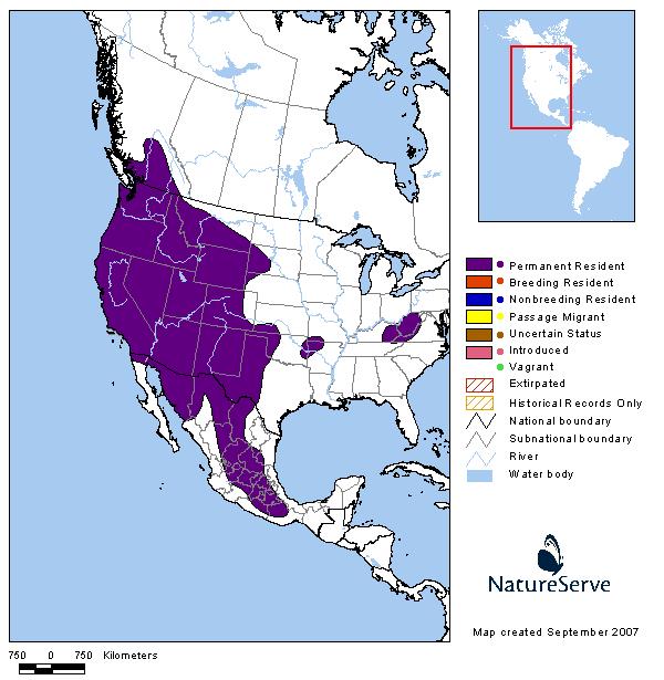 Townsend's Big-eared Bat - Montana Field Guide