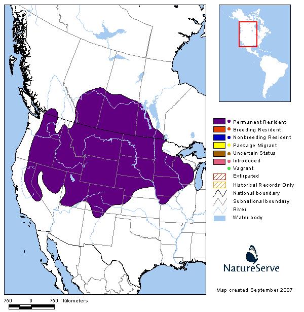 White-tailed Jack Rabbit - Montana Field Guide