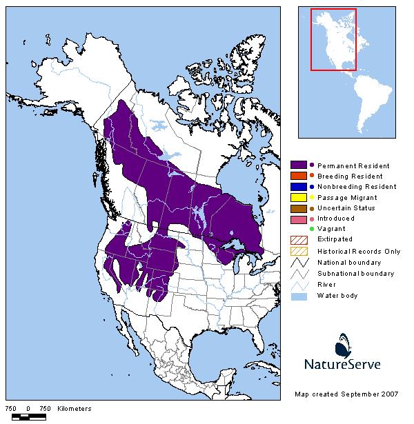 Least Chipmunk - Montana Field Guide