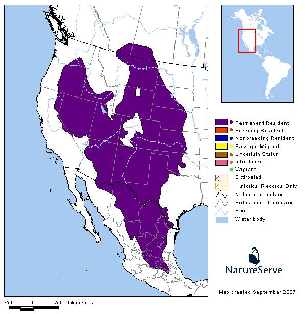 Ord's Kangaroo Rat - Montana Field Guide