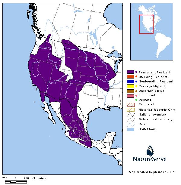 Western Harvest Mouse - Montana Field Guide