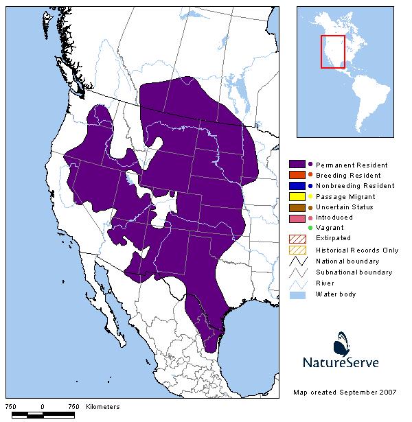 Northern Grasshopper Mouse - Montana Field Guide