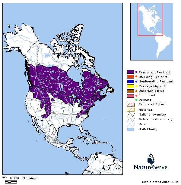 Southern Red-backed Vole - Montana Field Guide