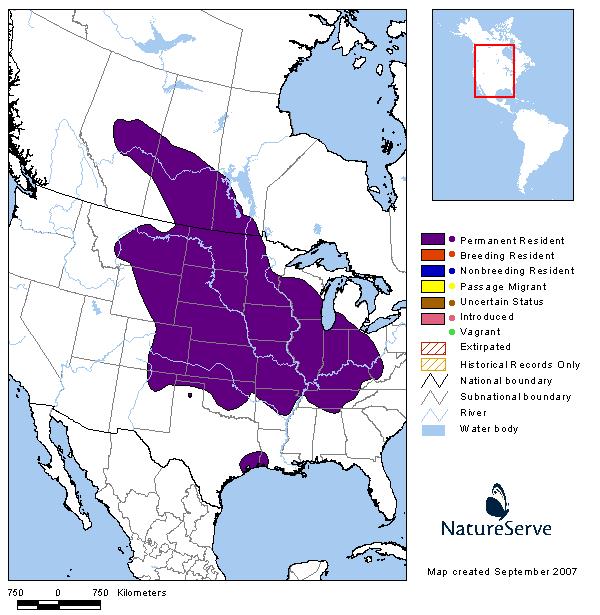 Prairie Vole - Montana Field Guide