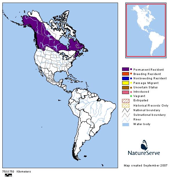 Northern Bog Lemming - Montana Field Guide