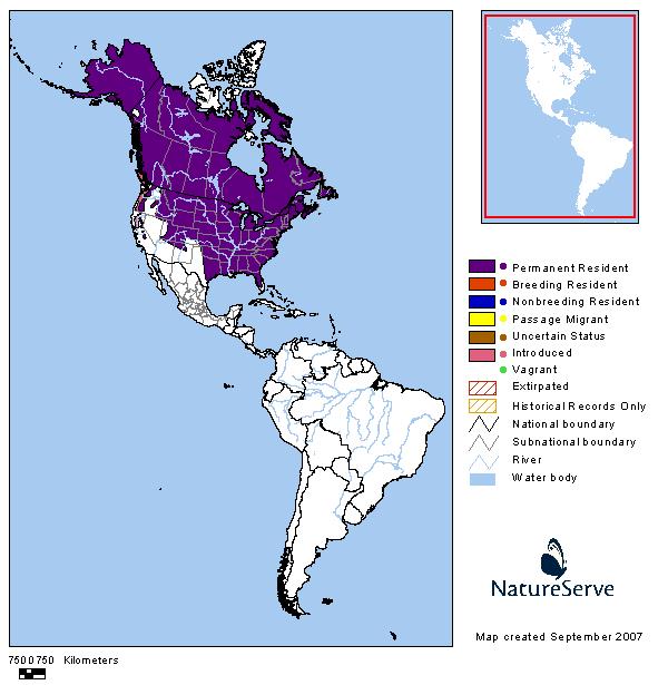 Red Fox - Montana Field Guide