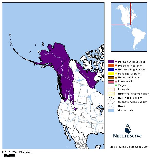 Bears In Montana Map – Map Vector