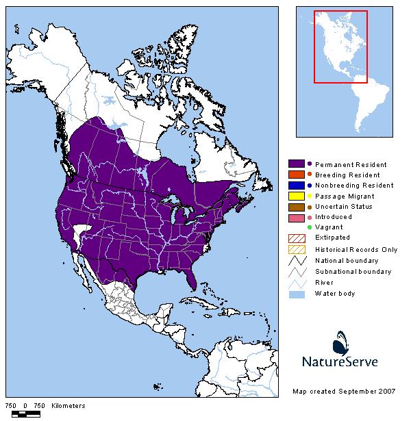 Striped Skunk - Montana Field Guide