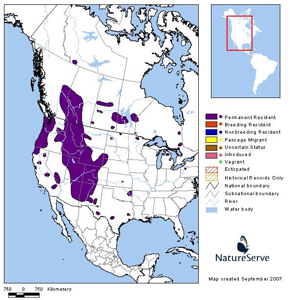 Elk - Montana Field Guide