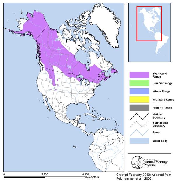 Moose - Montana Field Guide