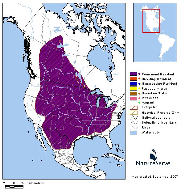 Bison - Montana Field Guide