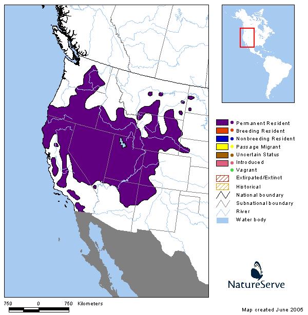 Common Sagebrush Lizard - Montana Field Guide