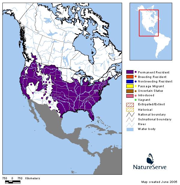 North American Racer - Montana Field Guide